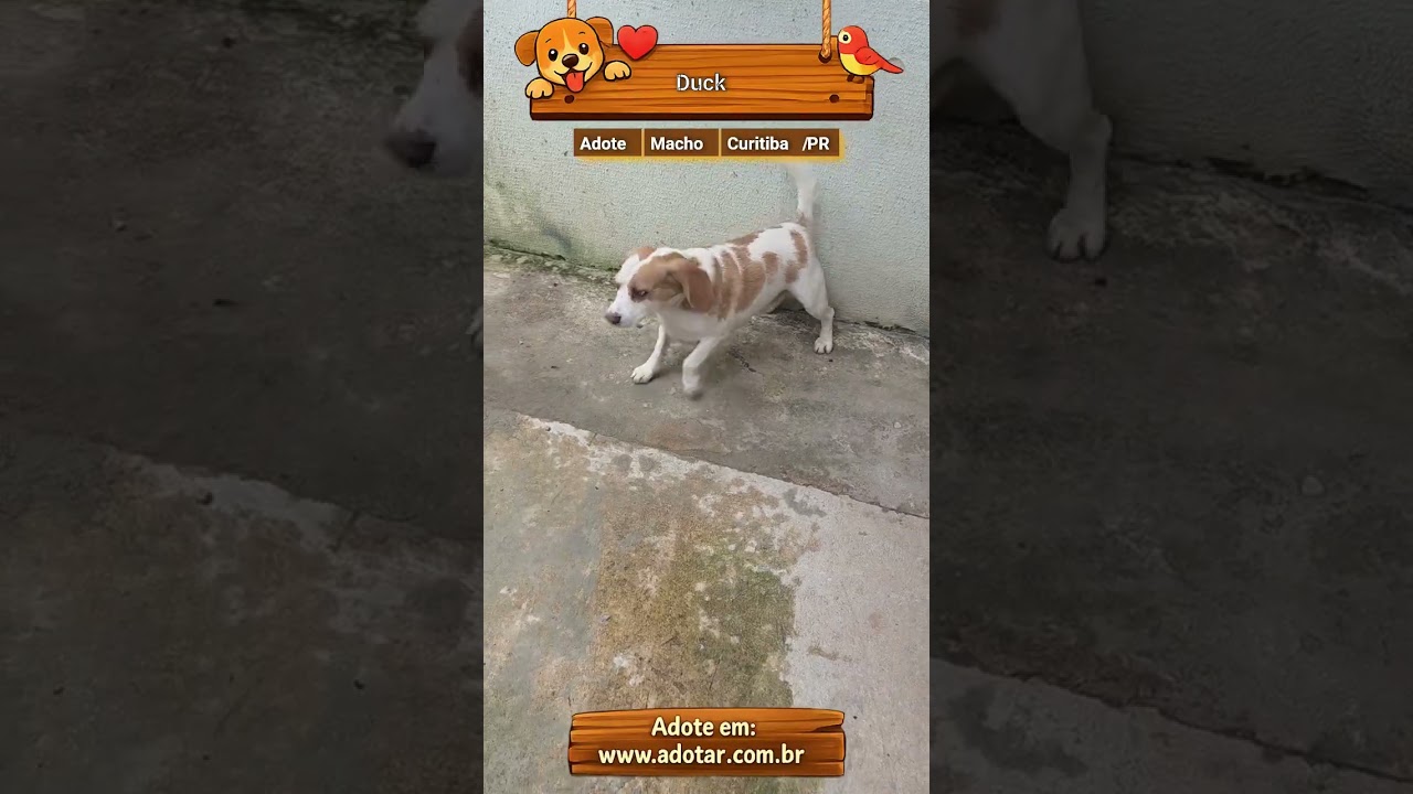 Cachorro raça SRD-ViraLata idade 2 anos nome Duck