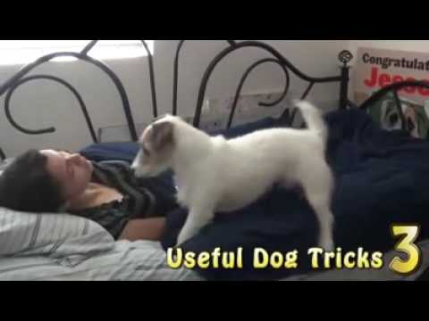 Conoce a Jesse o El Perro Más Inteligente Del Mundo