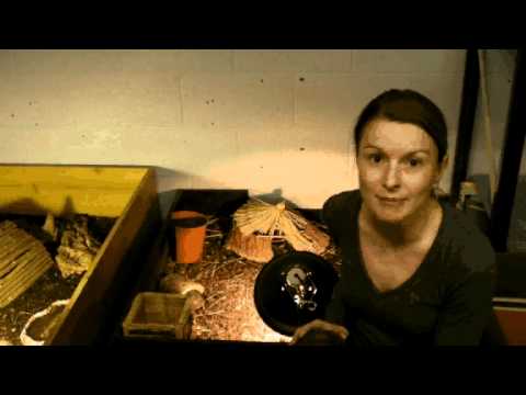 Animal vision - Dr Anna Wilkinson | The Royal Society