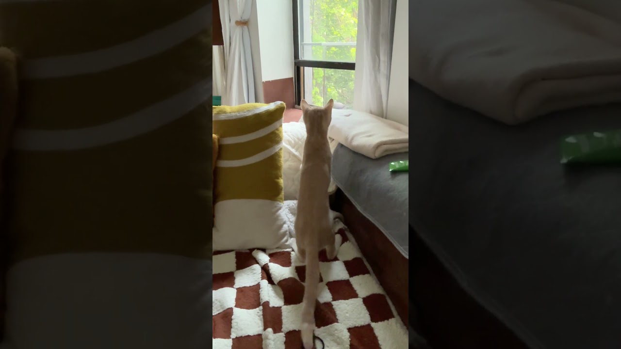 Quakes, a Adoptable mixed breed in Brooklyn, NY video 5/6