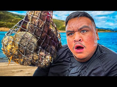 Diving for Kinas and Pauas in New Zealand