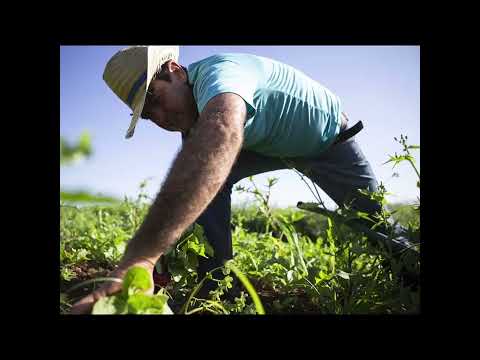 Haxhi Dauti - Simple Man , BC .