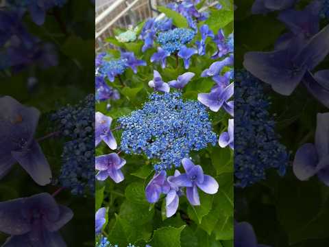 菜園や芝生に大きな白い虫が？それらを取り除き、植物を救う方法は次のとおりです。  庭園