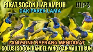 Download lagu SUARA PIKAT SOGON PALING AMPUH 🕊️| SOLUSI SOGON BANDEL YANG GAK MAU TURUN  mp3