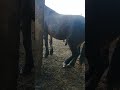 Horse Stallion 633
