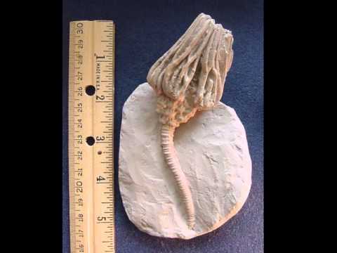 download lagu mp3 mp4 Class Crinoidea, download lagu Class Crinoidea gratis, unduh video klip Class Crinoidea