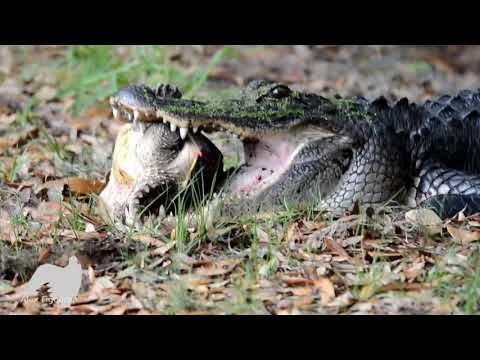 ワニがカメを食べる