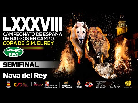 Semifinal  LXXXVIII  Campeonato de España Galgos en Campo COPA DE S,M, EL REY