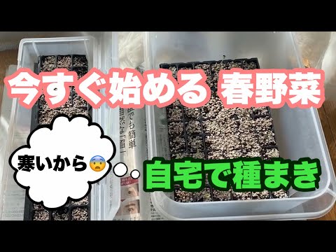 苗木、菜園、若い植物、果物、野菜、春夏、家の庭への移植