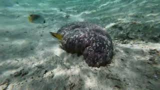 Cruise to Mystery Island, Vanuatu: Family friendly snorkelling