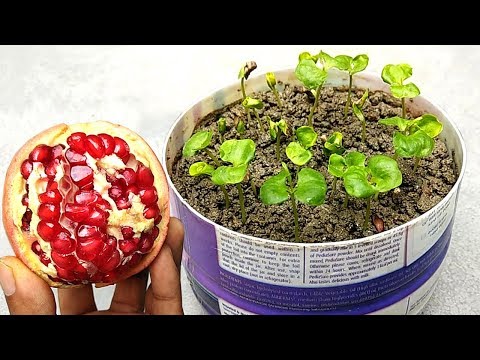 How to grow pomegranate plants easily