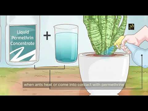 How to Get Rid of Ant Nests in Potted Plants 🐜 | Easy Solutions for a Pest-Free Garden!"