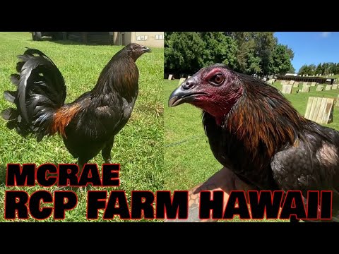 HAWAII Beautiful Black Birds McRae Wallet Kelso Grey RCP FARM