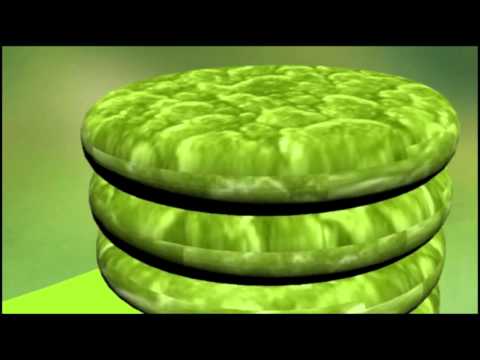 Chloroplast Animation
