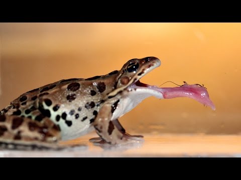 download lagu mp3 mp4 Frog Spit, download lagu Frog Spit gratis, unduh video klip Frog Spit