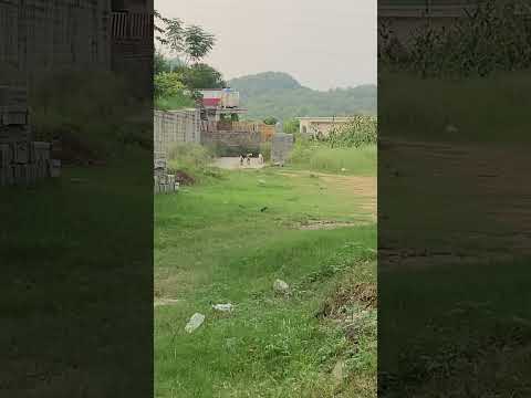 #trendingshortsvideo #funnyclips #nature #dogs #viral