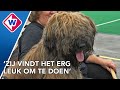 Nerveuze baasjes en geföhnde poedels bij hondenshow