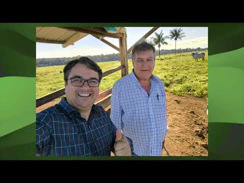 RO: FAZENDA VIRADOURO APOSTA NO PROTEINADO PARA TURBINAR ENGORDA A PASTO; CONFIRA