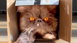 Even Angry Cats Love Small Boxes | Funny Pet Videos