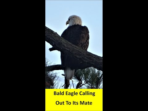 Have You Ever Heard a Bald Eagle Call? It Might Not Be What You Expected!