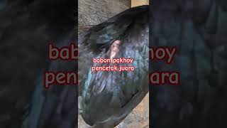 Download lagu ayam pakhoy brakot MESIN PENCETAK BRAKOT #babon #pakho #ayamjuara mp3