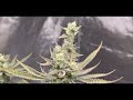 In-house genetics (Platinum jelly￼ Review before harvest