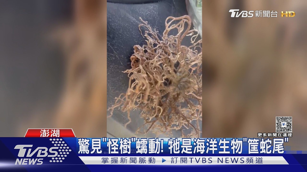 影音/澎湖釣客意外釣起「怪樹生物」!數條腕足狂扭動 真實身分:筐蛇尾