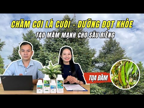 Bí quyết CHĂM CƠI LÁ CUỐI - DƯỠNG ĐỌT KHỎE: Chuẩn bị Tạo mầm mạnh cho sầu riêng