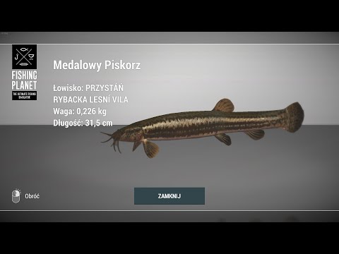 Fishing Planet Lesni Vila Fishery Trophy European Weatherfish | Medalowy Piskorz Przystań Czechy