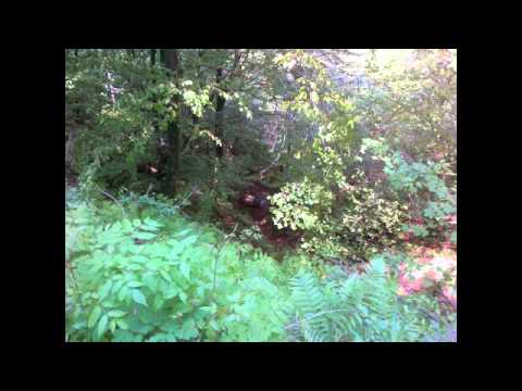 Rally Città di Schio 2012 - Dal Ponte - Buccino - p.s.3 Posina + FOTO INCIDENTE CRASH AUTO BURRONE