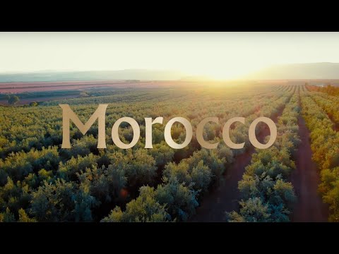 Farm To Table | The Process of Producing Moroccan Olive Oil with the Highest Polyphenols