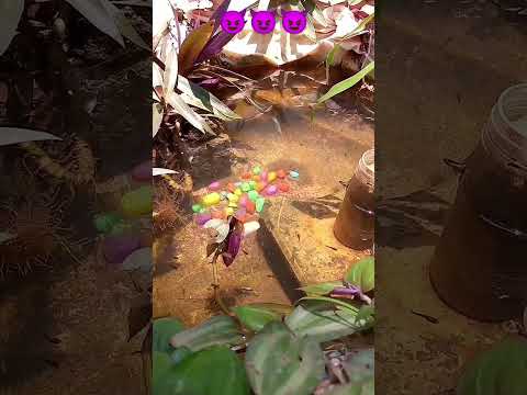 My old video Guppy fish #tropicalfish #rip #fishing  #molly #shortsfeed