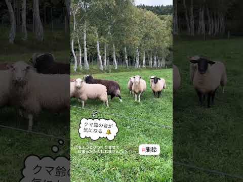 ランド羊 - 定義