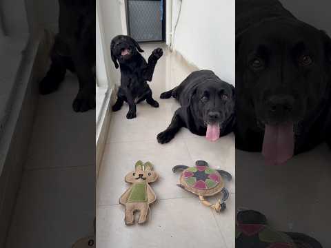 Lucky And Joy Ka New Toy😍 #doglover #lucky