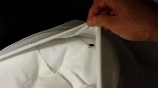 Unwanted Hotel Bed Companion (Bed Bugs)
