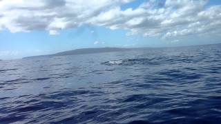 Humpback Whales. Cruising