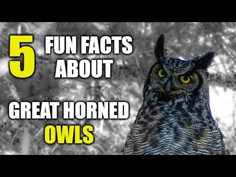 image-What is the height of a great horned owl? 