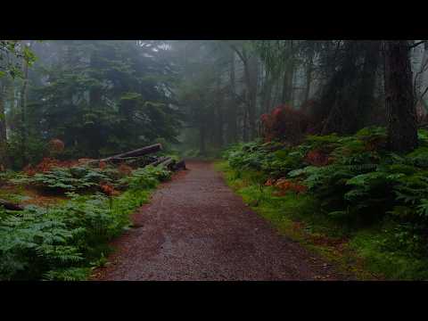 Relaxing Walk in the Rain through Misty Woods | Binaural Audio of Rainfall for Sleep