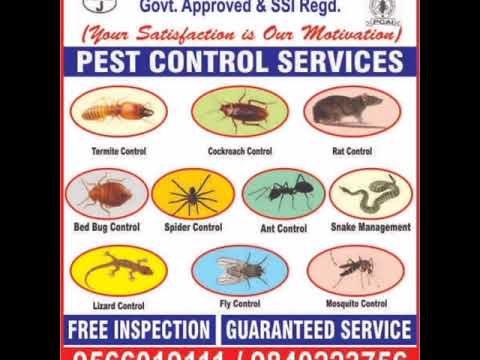 Centipede Control Service