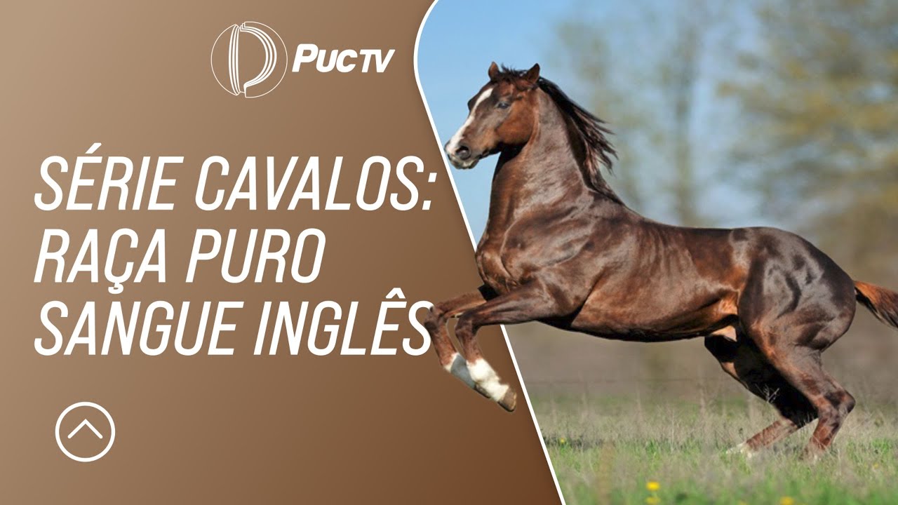 NO PROGRAMA DE HOJE, ACOMPANHE: SÉRIE CAVALOS - RAÇA PURO SANGUE INGLÊS (PSI); VEJA