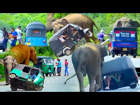 World Most heartbreaking encounter Elephant Attack To Three Wheelers In 2024