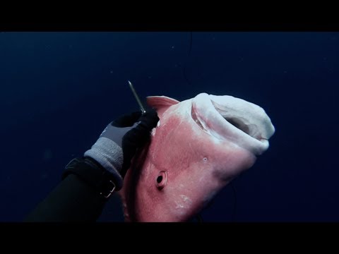 Spearfishing - Stoning a 10kg Red Emperor (Lutjanus sebae)