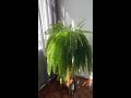 5 Tips to get your Boston Fern to thrive  #shorts  🌱🪴😊