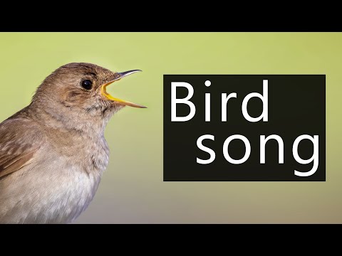 Slávik tmavý (Sprosser) — burry/dunivý spev bez crescenda