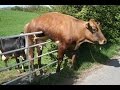 funny-animal-fails-02-07-2017