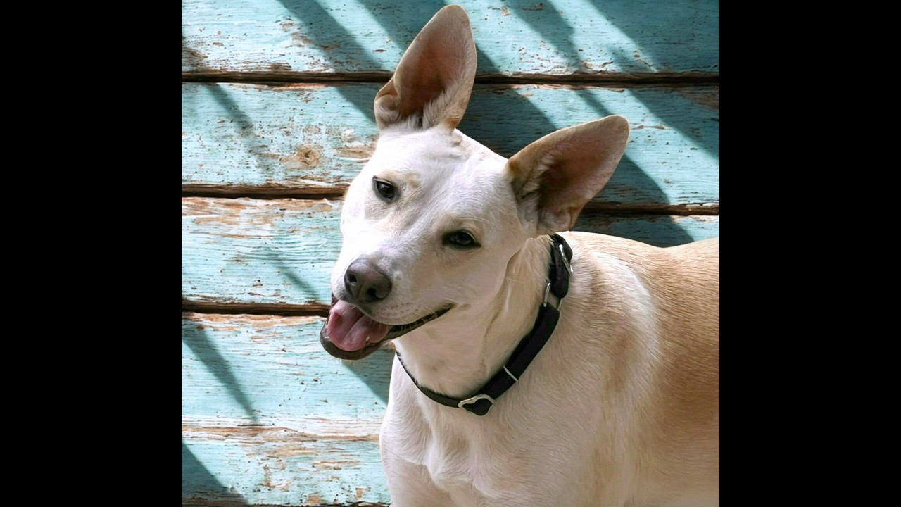 Tatiana, a Adoptable mixed breed in Boerne, TX video 2/6