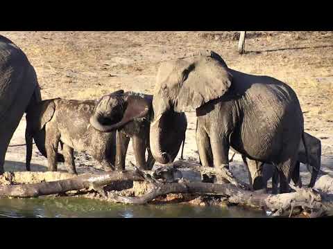 Djuma: Breeding herd of Elephants come for a drink - 17:03 - 10/27/18