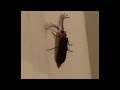 Stan Twitter: Megan Thee Stallion saying "wtf kinda bug is that, bitch a eyelash bug"