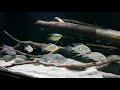 Amazonas Fan hat ein neues Video zu seinem Beispiel Amazonas Ausschnitt hochgeladen.