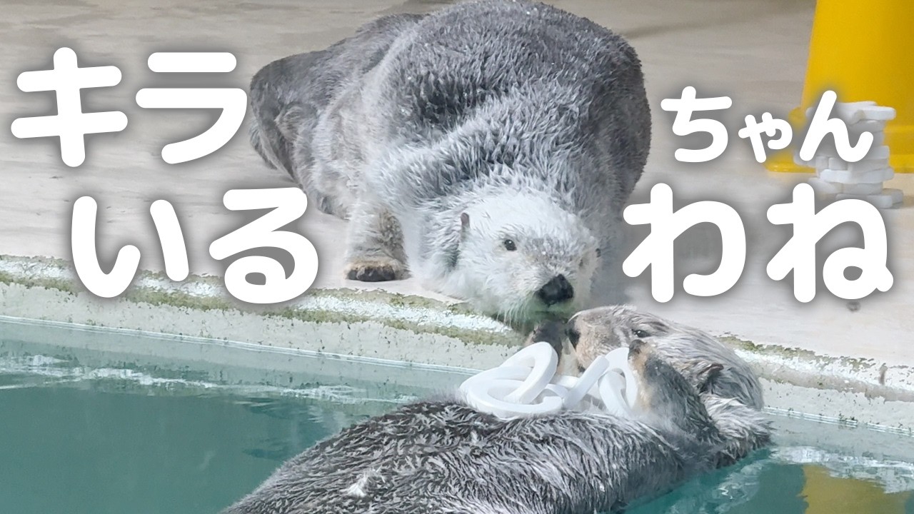 【鳥羽水族館】ラッコ🦦 キラちゃんの所在を確認して安心するメイちゃん